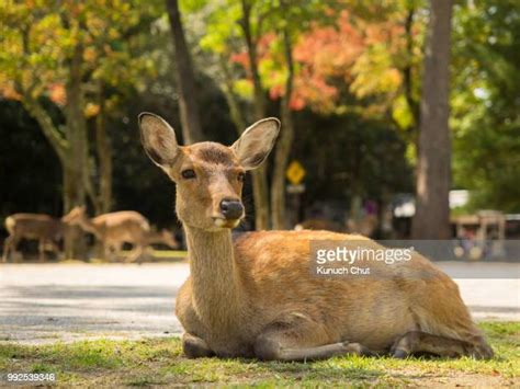 110 Chut Stock Photos and High